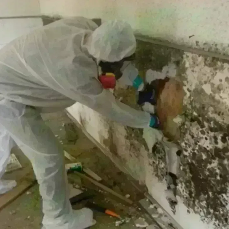 Mold Remediation and Removal in Chase County, NE